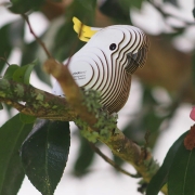 Eugy Cacatúa