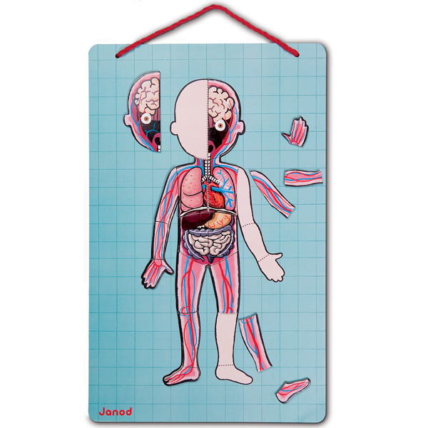Juego de Anatomía: Bodymagnet