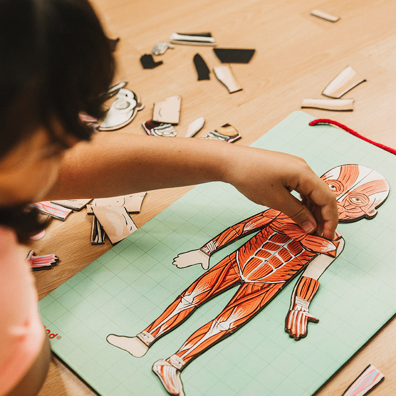 Juego de Anatomía: Bodymagnet - El cuerpo humano: anatomía para niños, con juegos y libros