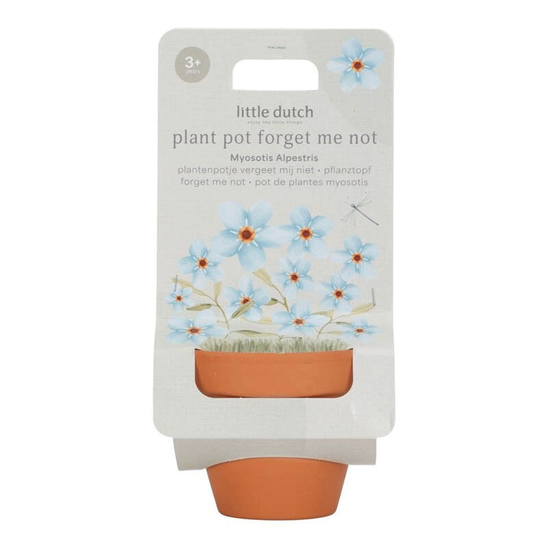 Maceta Planta Nomeolvides