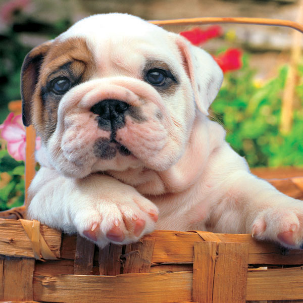 Puzzle Bulldog